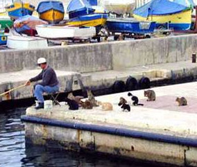 Cats fishing