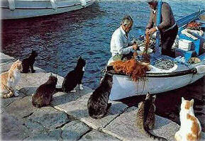Cats Watch Jackson the Fisherman at Work