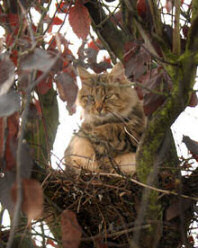Cats build their nests early in Norfolk
