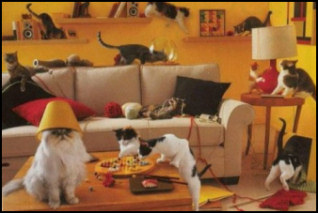 funny picture cats party