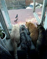 Cats Four Window
