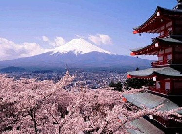 Cherry Blossom Mount Fuji View