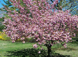 Cherry Blossom Day
