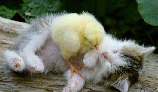 Easter chick with Maisie the cat