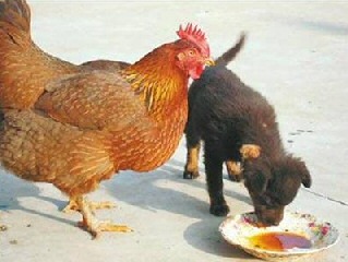 Chicken adopts puppy