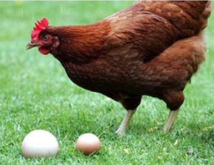 World's biggest chicken egg
