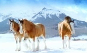 Christmas funny video clip of Horses Snowball Fight - Funny Jokes