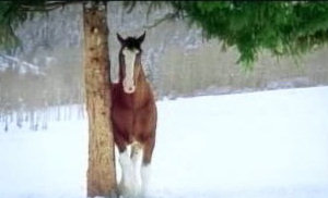 Christmas Horse Snowball Video
