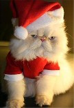 Funny Christmas Cat Pictures