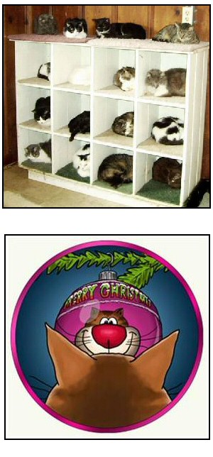 Funny Christmas Cat Story
