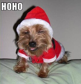 funny xmas dog