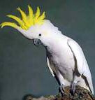 Cockatoo information