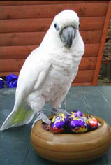 Cockatoo tries to hatch chocolate eggs