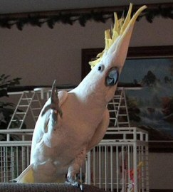 Cockatoo information