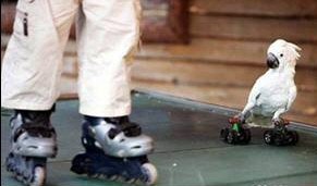 Cockatoo on a skateboard