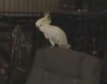 Cockatoo video