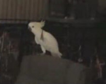 Cockatoo dancing