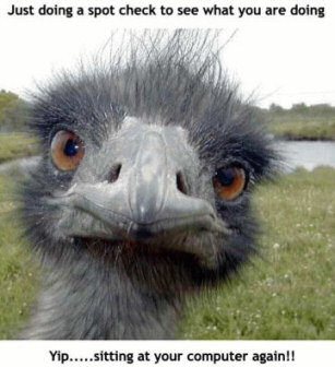 Funny pictures of computers - ostrich
