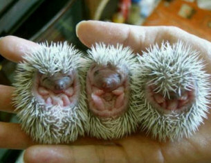 Funny picture of conkers or hedgehogs