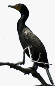 cormorant recipe