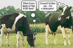 Cows bse funny story