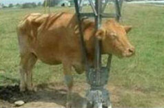 Cow's head stuck in pylon