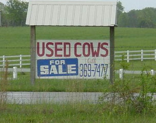 Used Cows - Funny Political Systems