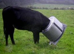 Cow Stuck in a washing machine
