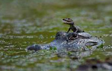 Funny Baby Crocodile