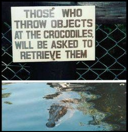 Funny Crocodile Picture