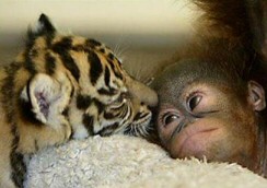 Animal Love Story - Ape Tiger Cub