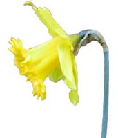 Daffodil - Welsh emblem