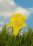 Daffodil for St David's day