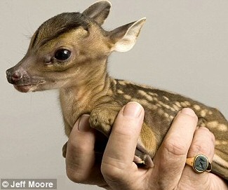 Rupert the tiny deer