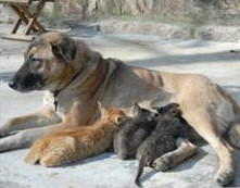 Dog adopts kittens