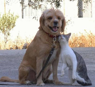 A shoulder to lean on