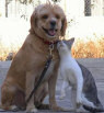 True Friends - Picture Montage