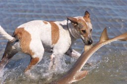 True Shaggy Dog Story Australia