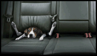 Dog folded into two - Funny picture