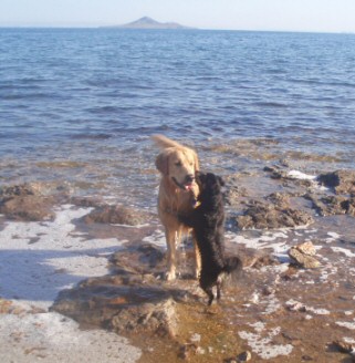 Friendly Dogs