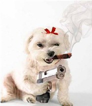 Funny dog picture - gun