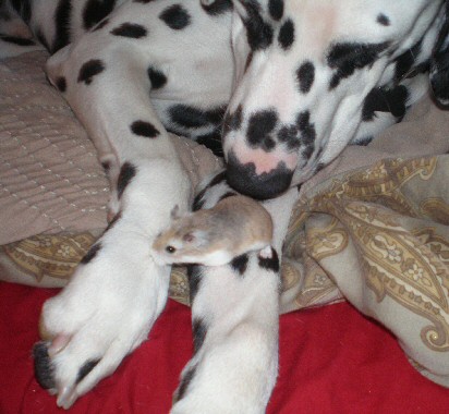 Dog and Hamster