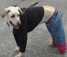 Picture of Dog in Jeans - Love or Hate