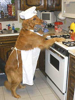 Dog's life in the kitchen