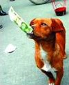 Dog buys sausages