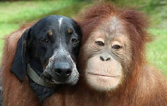 Dog and Monkey