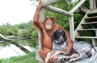 Dog and Monkey