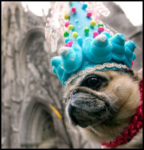 Funny picture dog - Fancy dress