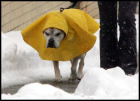 Dog with useful coat