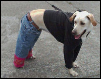 Dog wearing jeans and top
